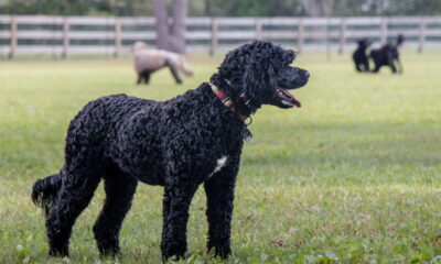 4 raças de cães grandes que soltam pouco pelo em casa
