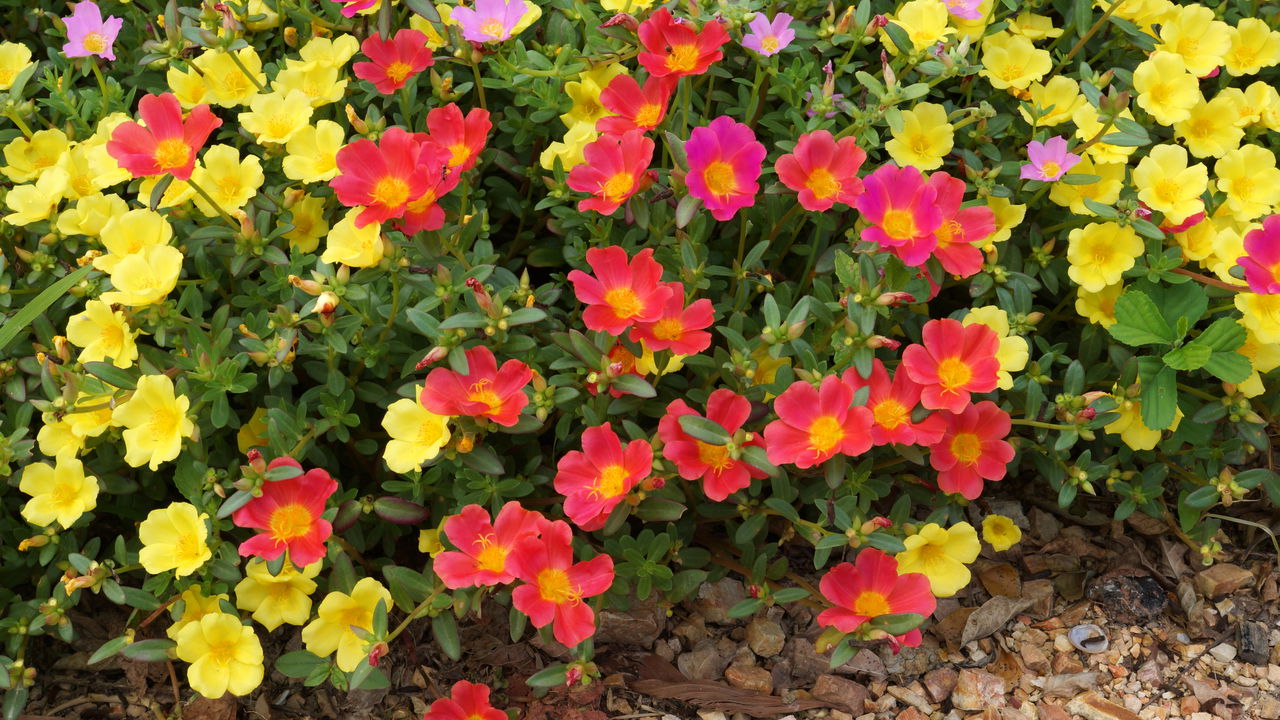 Como onze horas cria um tapete de flores e acaba com ervas daninhas