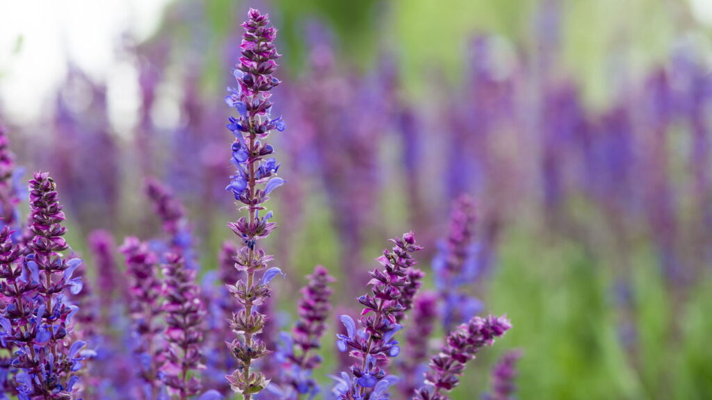 Você pode cultivar essa planta em casa e aliviar dores de garganta

