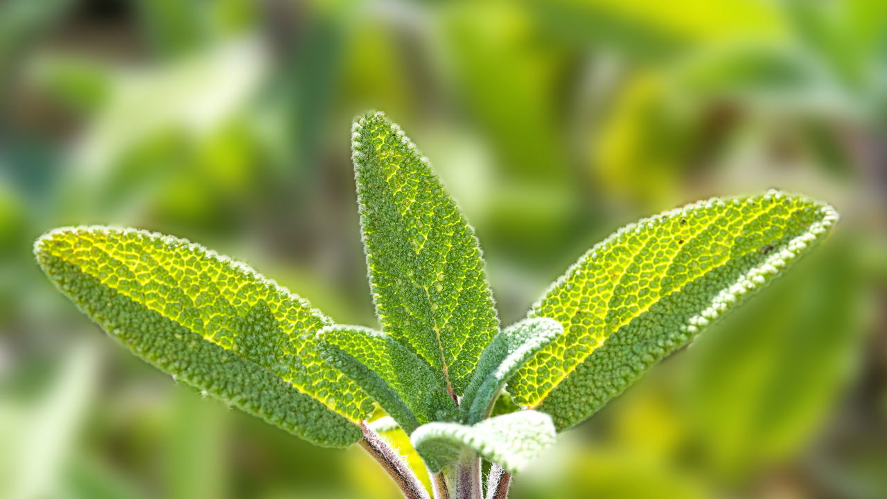 Você pode cultivar essa planta em casa e aliviar dores de garganta