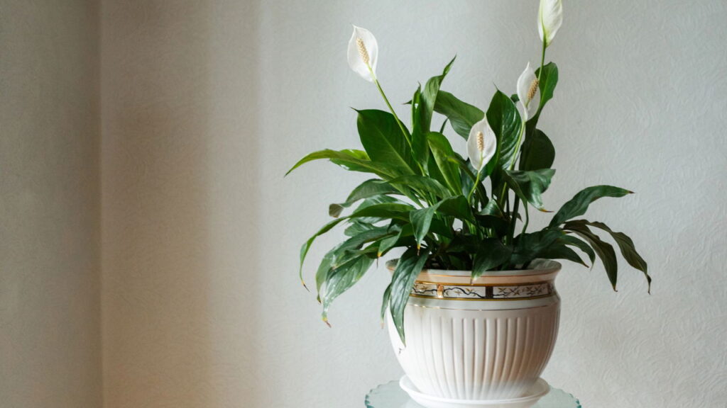 5 plantas que aliviam alergias e ainda decoram a casa
