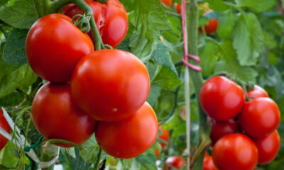 Essa mistura com bicarbonato deixa seus tomates mais saudáveis