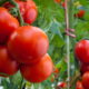 Essa mistura com bicarbonato deixa seus tomates mais saudáveis