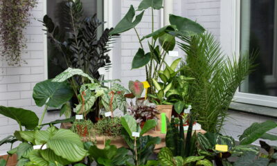 As plantas que todo brasileiro está colocando em casa para renovar o ambiente