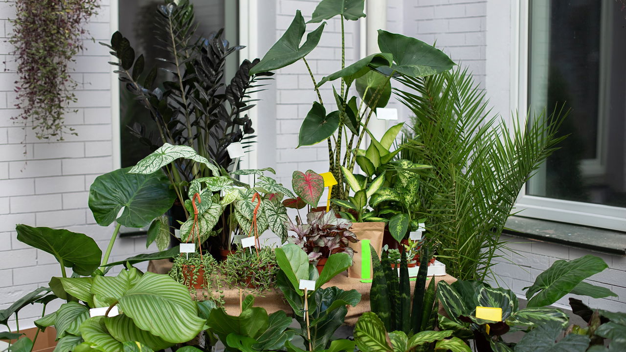 As plantas que todo brasileiro está colocando em casa para renovar o ambiente
