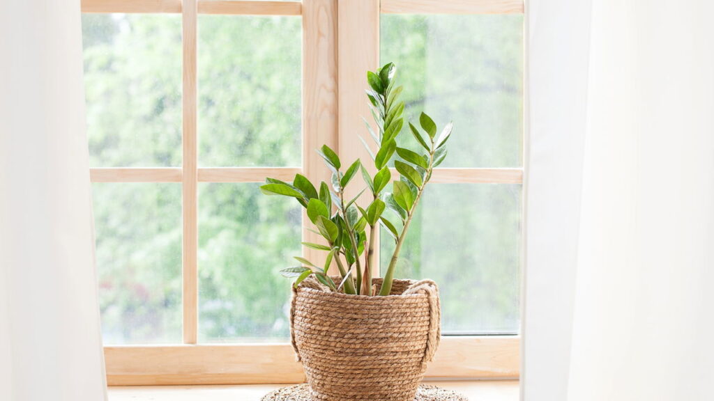 As plantas que todo brasileiro está colocando em casa para renovar o ambiente