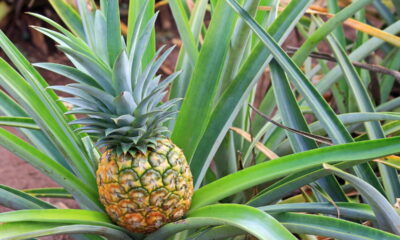 Cultive abacaxi na água e tenha planta decorativa que dá fruta