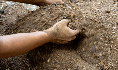 O truque caseiro que está deixando as plantas mais bonitas