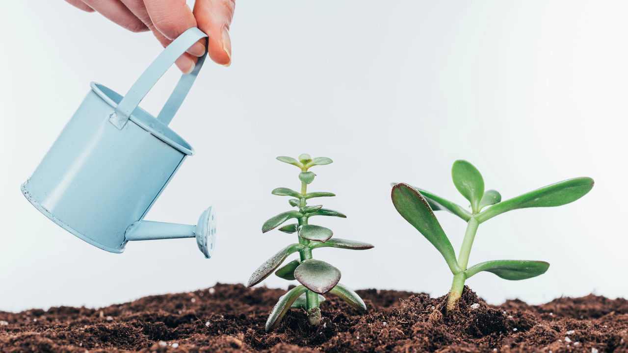 A água que sai da sua panela vira ouro para suas plantas
