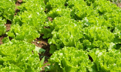 Atenção! Não plante essas plantas junto com o seu alface