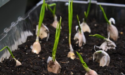 Plante alho em casa e nunca mais compre no mercado
