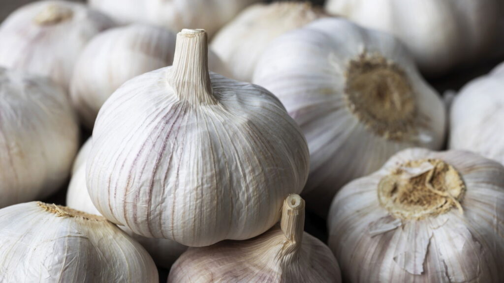 Plante alho em casa e nunca mais compre no mercado
