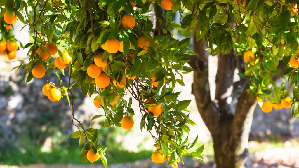 Prepare o solo argiloso! O guia completo para o plantio de suas árvores frutíferas