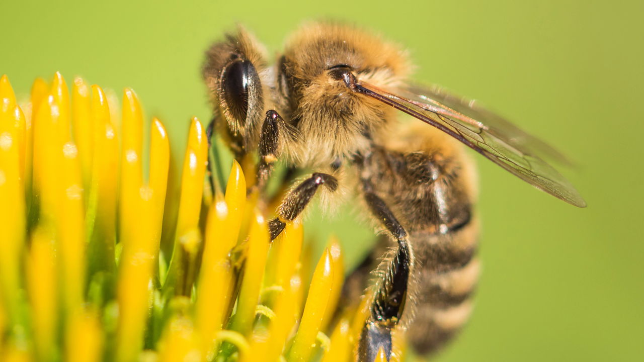 Essa planta deixa seu jardim mais bonito e atrai polinizadores