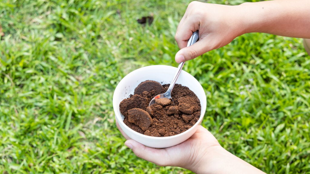 Comece a espalhar sobras de pó de café no seu gramado e veja a magia acontecer