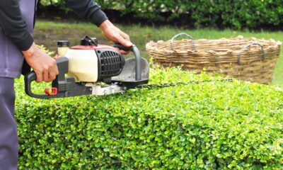 Plantas perfeitas para montar cerca viva resistente e bonita