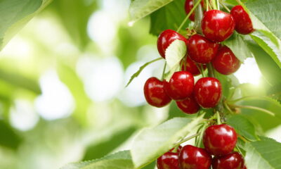 O guia definitivo para plantar cerejeiras e colher abundância em casa!