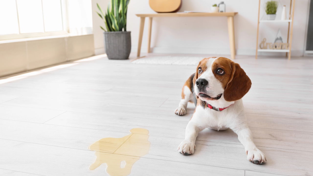 Cheiro forte de urina some com essa mistura simples