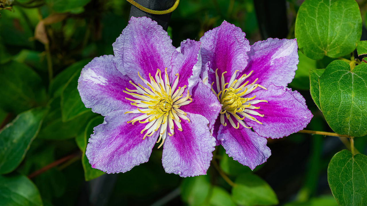 Essa planta cresce rápido, floresce muito e virou a queridinha dos jardineiros