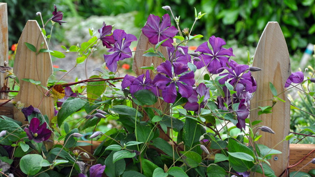 Essa planta cresce rápido, floresce muito e virou a queridinha dos jardineiros