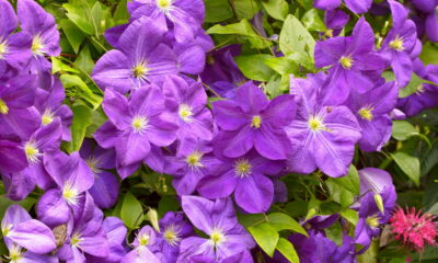 Trepadeiras para sombra! Quais florescem onde o sol não bate