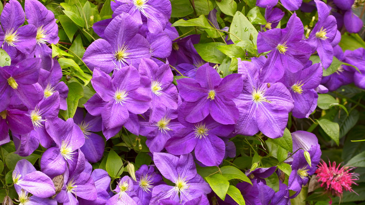 Trepadeiras para sombra! Quais florescem onde o sol não bate