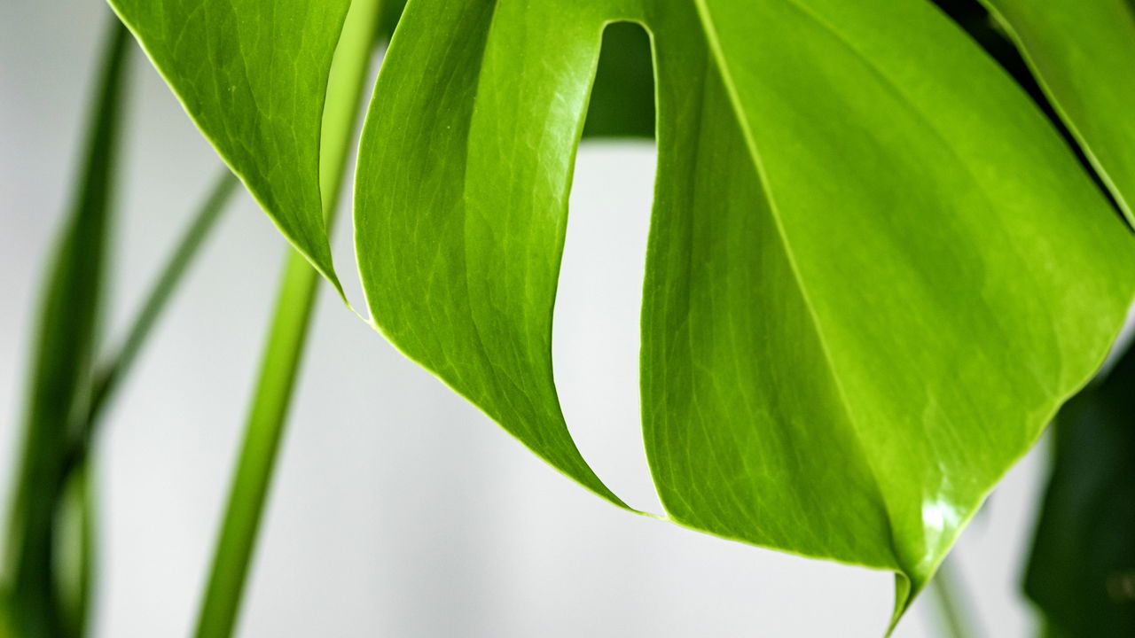 Essa planta comum no Brasil está fazendo mal a muita gente