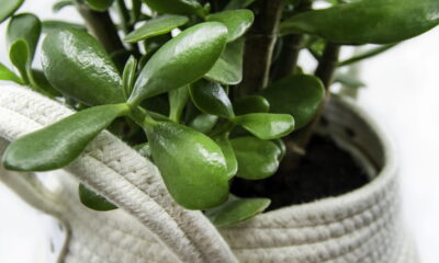 Empresários usam essa planta para atrair dinheiro e sucesso