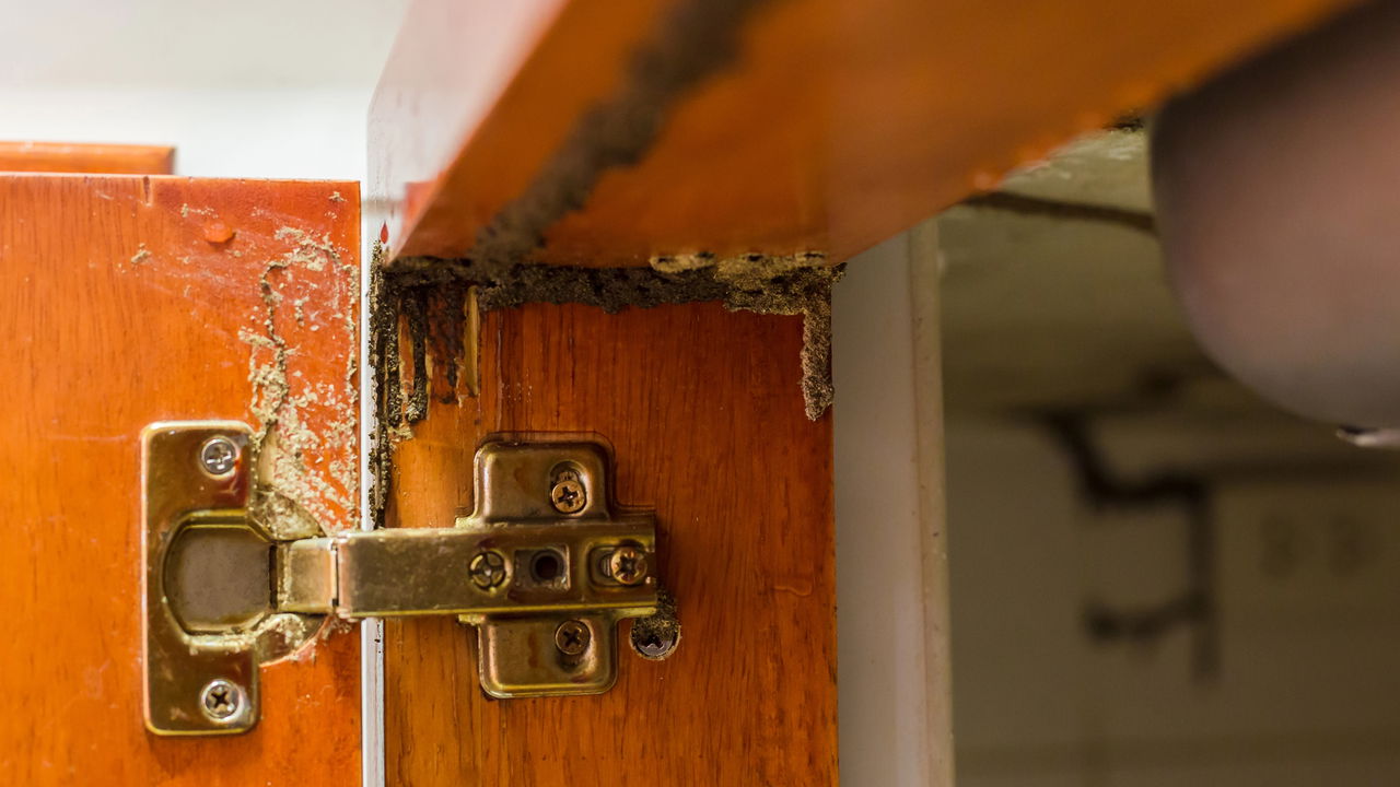 O truque simples que salva sua casa dos cupins antes que seja tarde