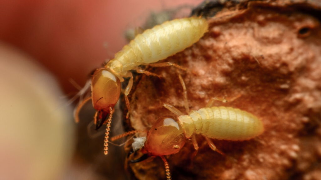 O truque simples que salva sua casa dos cupins antes que seja tarde