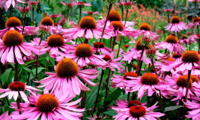 Planta medicinal que floresce o ano todo está virando tendência