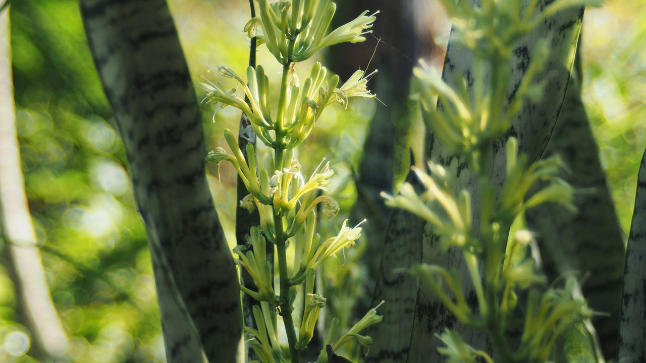 Tem essa planta no quarto? Ela pode estar piorando sua insônia