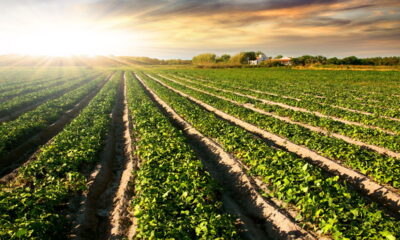 Cultive feijão sem pragas com o poder repelente do louro em sua casa!
