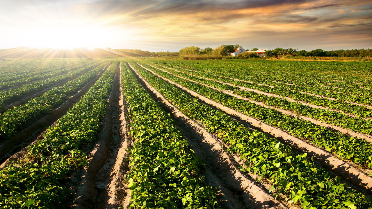 Cultive feijão sem pragas com o poder repelente do louro em sua casa!