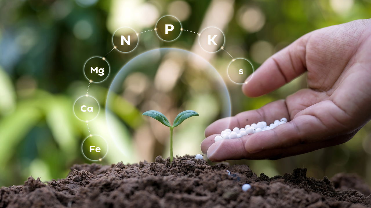 Fertilizante natural pouco conhecido transforma suas plantas em ouro