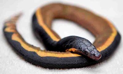 Letal e apavorante: veneno dessa serpente poderia matar 100 homens com uma única dose