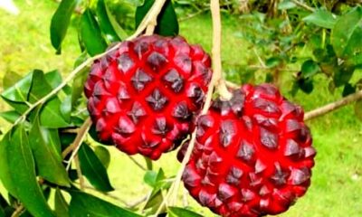 Origem da expressão ‘Ficar na pindaíba’ é uma fruta que poucos conhecem