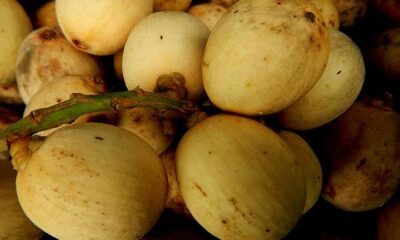 Sabor exótico e propriedades nutritivas: conheça a fruta langsat