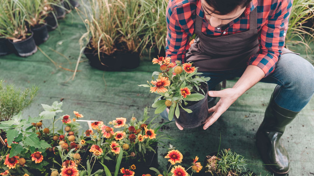 Flores murchas, quando remover e quando deixar no jardim!
