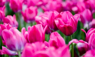 O segredo das flores cor de rosa que vão explodir de beleza seu jardim!