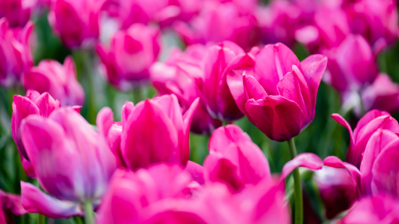 O segredo das flores cor de rosa que vão explodir de beleza seu jardim!