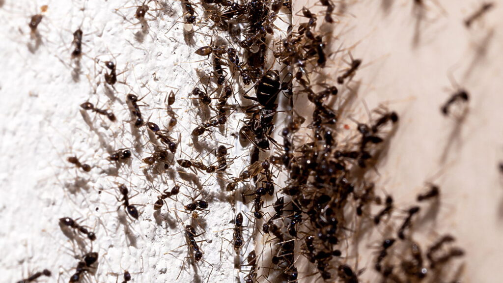 Acabe com as formigas na cozinha para sempre com essas dicas