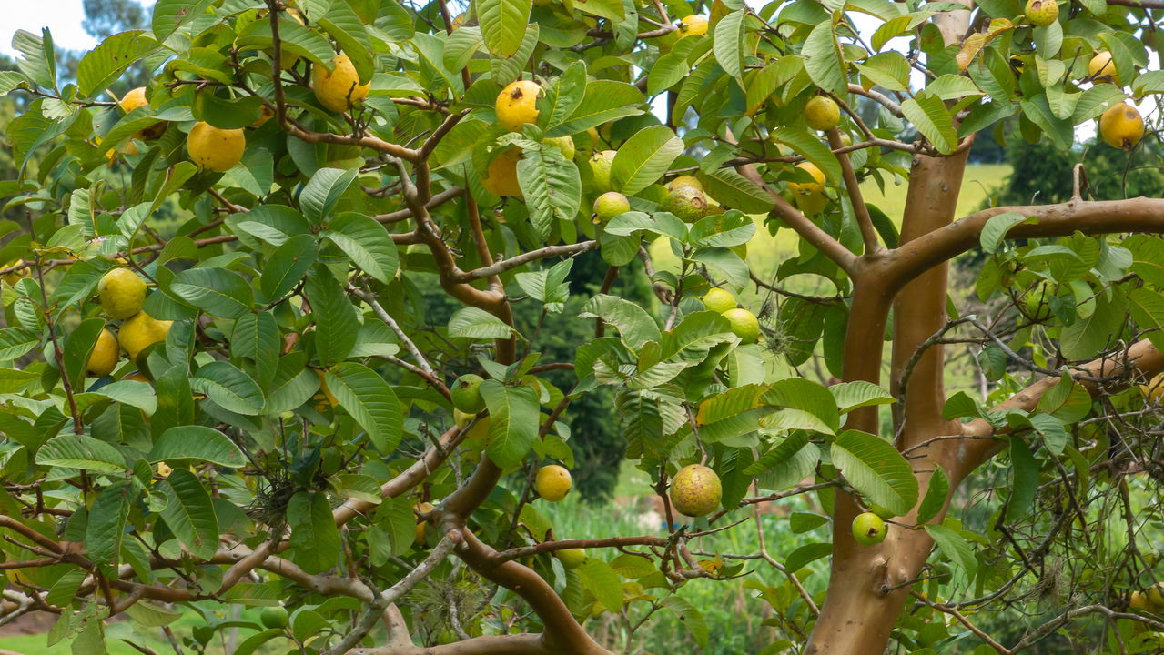 Essa árvore produz uma fruta muito doce e floresce várias vezes por ano