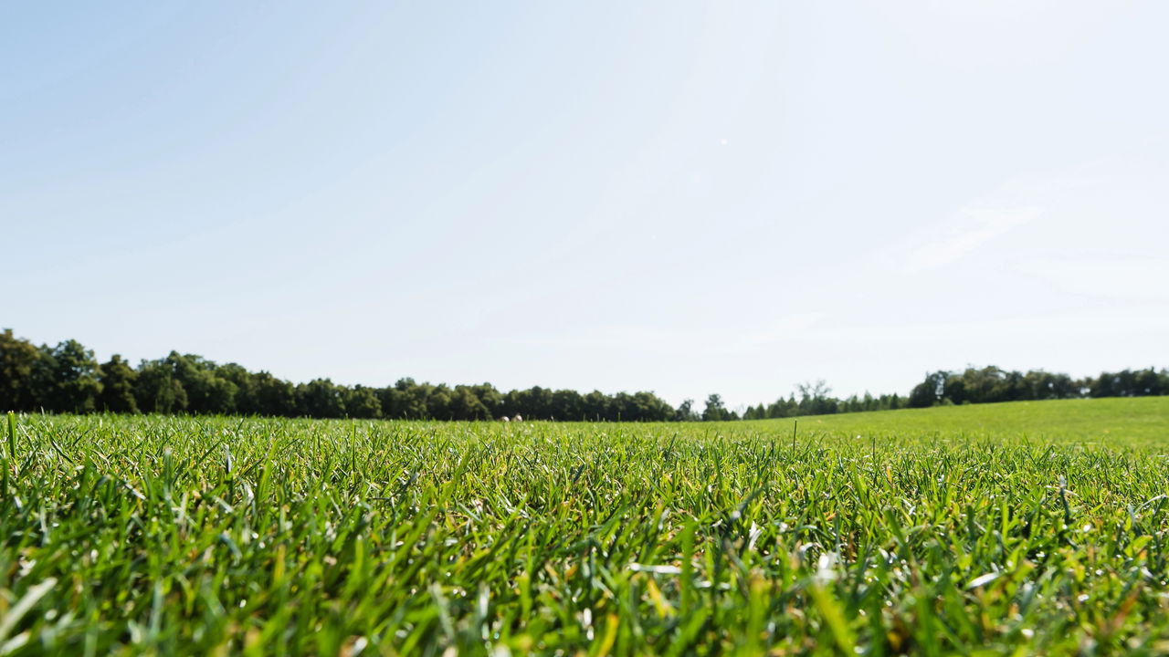 Os 3 momentos cruciais para nunca fertilizar seu gramado!
