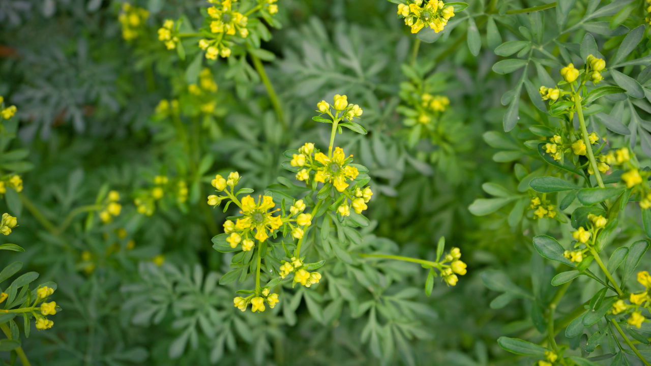 Essa planta afasta escorpiões e ainda vira um chá calmante