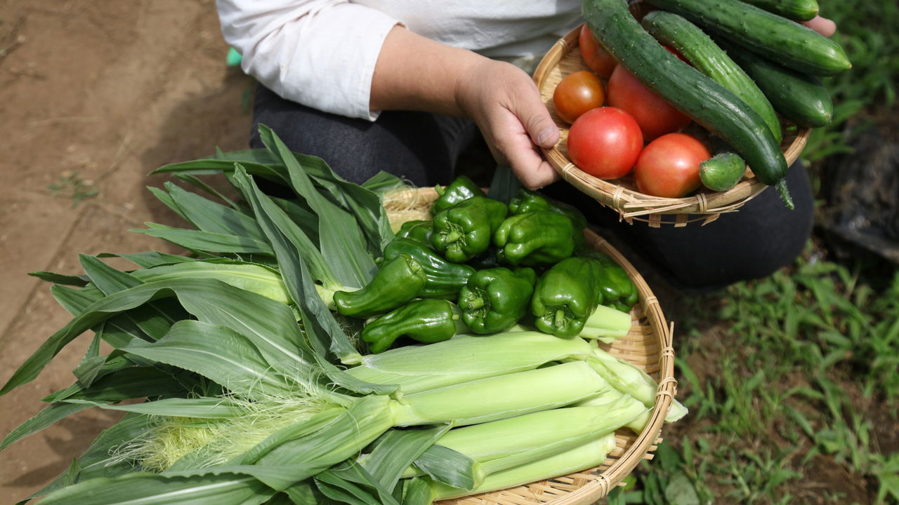 5 dicas para ter uma horta doméstica sempre verde e produtiva