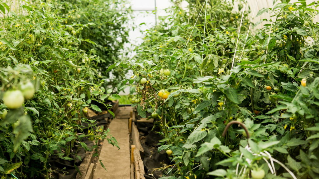5 dicas para ter uma horta doméstica sempre verde e produtiva