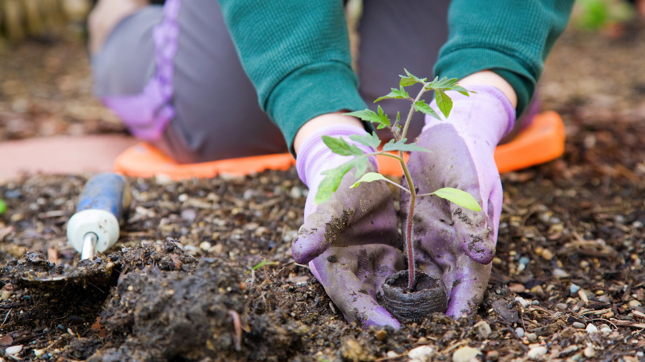 Os ratos vão sair correndo do seu jardim se você plantar essa planta que eles odeiam