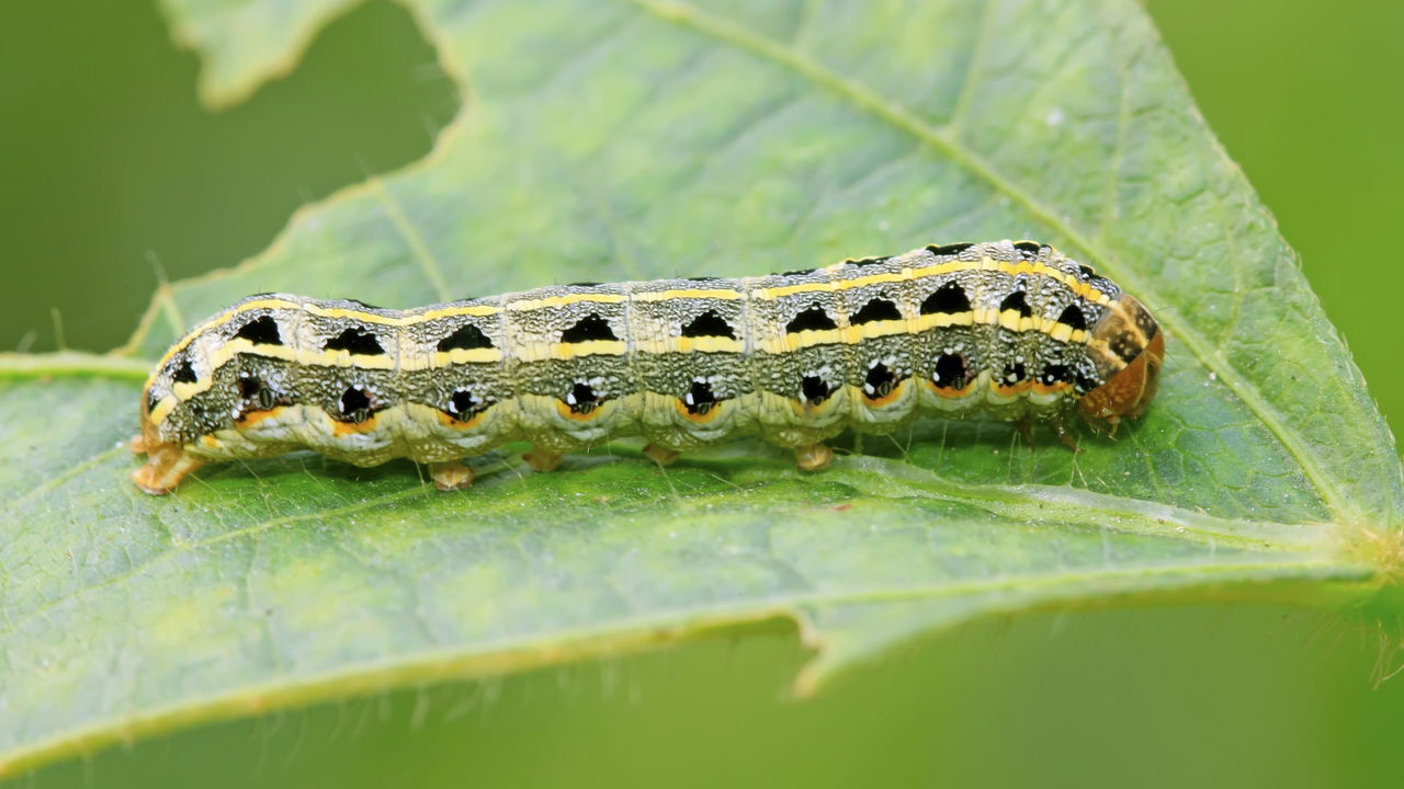 Lagartas na horta? Saiba como agir rapidamente e salvar suas plantas