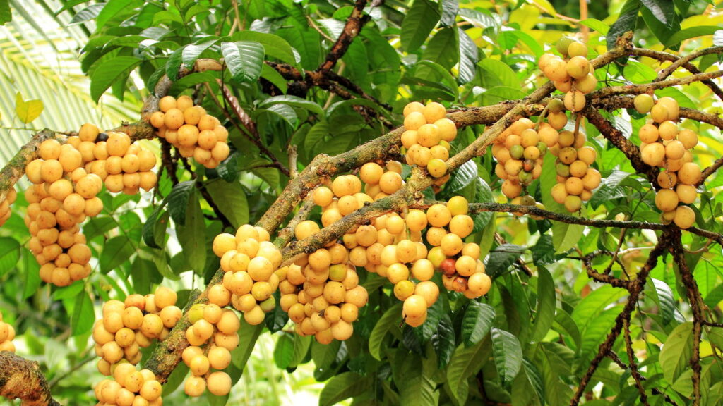 Fruta com sabor de manga com abacaxi é muito fácil de plantar em casa